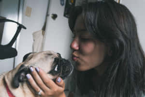 女士在室內親吻八哥犬的額頭。 — 可愛 壁紙