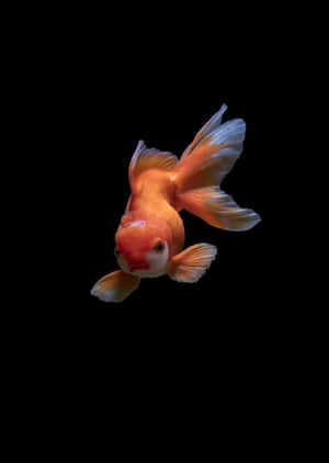 一條金魚在黑暗的水中游動，魚鰭流暢。 — 錦鯉 壁紙