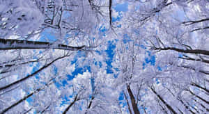 冬日裡，白雪覆蓋的樹木伸向明亮的藍天。