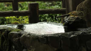 石水盆，竹管滴水流入長滿苔蘚的花園水池。