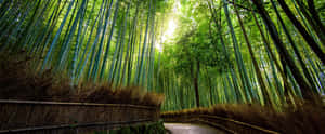 一條寧靜的竹林小徑，陽光透過高大的綠色竹竿照射進來。 — 3440x1440 壁紙