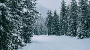 積雪的松樹林小徑，冬日遠處有一輛黃色車輛。