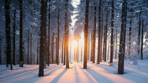 陽光穿過積雪的松樹，灑落在寧靜的冬季森林中。 — 森林景色 壁紙