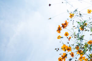 橙色波斯菊在清澈的藍天下盛開。 — 天空景觀 壁紙