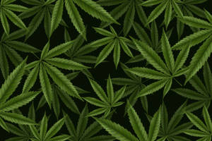 綠色大麻葉在黑色背景上形成密集的重複圖案。 — 樹葉 壁紙