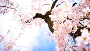 藍天白雲背景下樹枝上的粉紅色櫻花。 — 花卉桌面 壁紙
