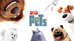 《The Secret Life of Pets》中的角色，大眼睛，表情頑皮。 — 電影 壁紙
