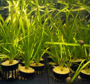 一排排盆栽綠色水生植物，附近有蝸牛在清澈的水中游動。 — 植物 壁紙