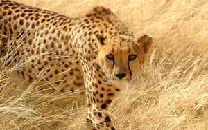 金色草叢中的獵豹直視觀眾