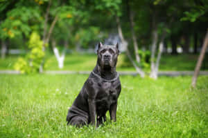 黑色卡斯羅犬坐在公園草地上