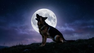 德國牧羊犬在星光下山頂對著滿月嚎叫 — 德國牧羊犬 壁紙