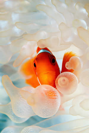 橙色小丑魚在水下白色海葵觸手間棲息。