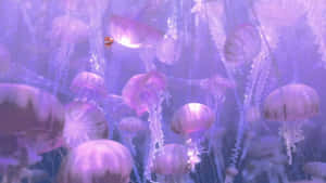 一條小丑魚游過一片發光的紫色水母群。 — 水下 壁紙