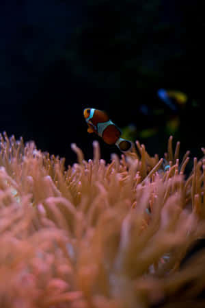 小丑魚依偎在粉紅色海葵中水下