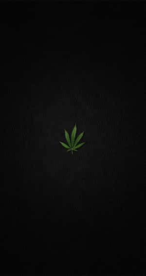 黑色皮革紋理上的綠色大麻葉。