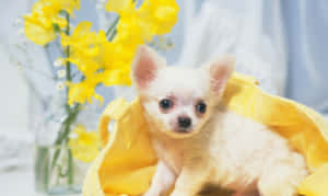 一隻細小白色幼犬包裹在黃色毛巾中，旁邊是花瓶中的黃色花朵。