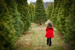 一個穿著紅色外套的小孩在聖誕樹農場的常青樹行之間行走。