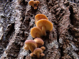 森林中樹皮上生長的橙色蘑菇。 — 樹 壁紙
