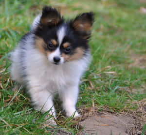 毛茸茸的蝴蝶犬幼犬站在草地上好奇地看著觀看者 — 金毛尋回犬 BB GIF 壁紙