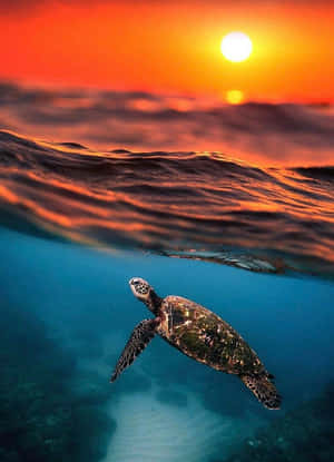 海龜在鮮豔的橙色夕陽下於水中游泳。