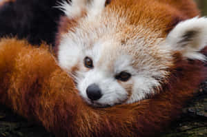 小熊貓圖片 — 熊貓 壁紙