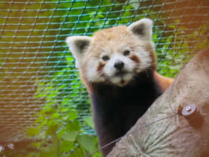 小熊貓圖片 — 熊貓 壁紙