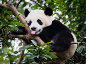 熊貓圖片 — 熊貓 壁紙