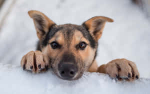 一隻年幼的德國牧羊犬幼犬從雪堆後面抬起頭，爪子擱在雪上。 — 狗 壁紙