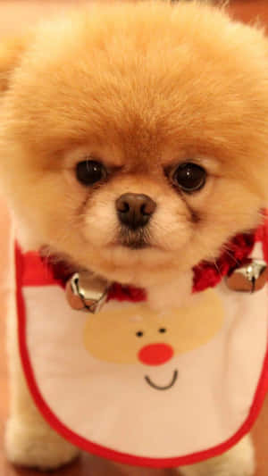 毛茸茸的淺棕色幼犬戴著聖誕圍兜和鈴鐺。