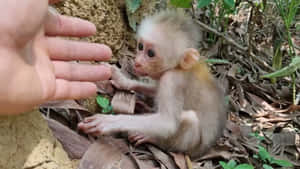 一隻小猴子在森林環境中伸手觸碰人類的手。