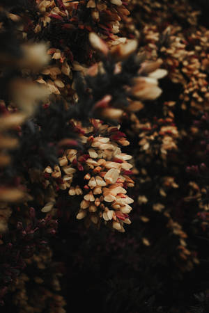 柔焦的乾燥米色和酒紅色花朵，深色背景