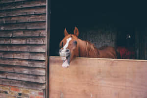 一匹白色臉的棕色馬匹從木製馬廄中伸出舌頭。