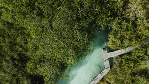 木製步道在碧綠河流旁的茂密綠色森林中蜿蜒。 — 2560x1440 壁紙