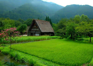 傳統日本農舍在綠色稻田中，背景有山巒和粉紅樹木