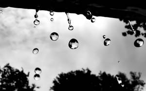 雨滴懸掛在葉子邊緣，反射出多雲的天空和樹木剪影。 — 雨天 壁紙