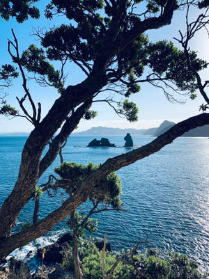 海岸場景，一棵樹木框住了碧綠的海洋和遠處的岩石小島，在藍天下。