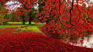 秋日公園，紅葉覆蓋地面和長椅附近的水面。