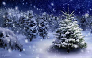 星夜下冬日森林中白雪覆蓋的常綠樹。