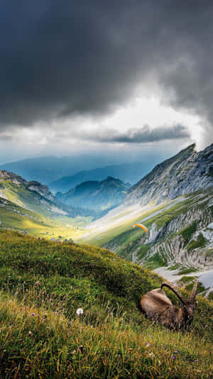 一隻羱羊在長滿草的山間草地上休息，一名滑翔傘運動員在暴風雲下飛行。