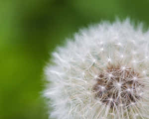 蒲公英種子頭的特寫，準備被吹走。