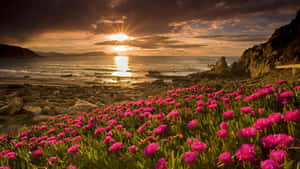日落時岩石海灘上的粉紅色花朵，伴隨著海浪和金色天空。 — 日出 壁紙
