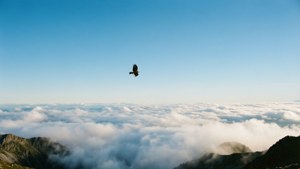 一隻鷹在雲上飛翔，下方可見山峰