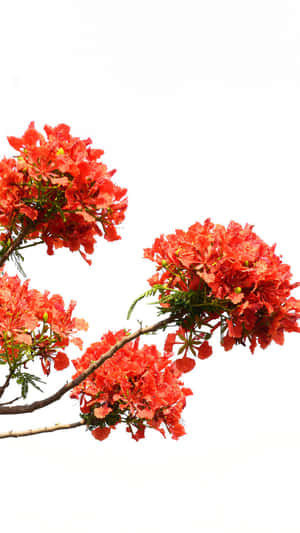 白色背景下的樹枝上盛開的紅色火焰樹花朵