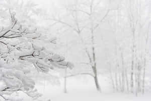 在寧靜的冬日森林中，積雪的樹枝和飄落的雪花。
