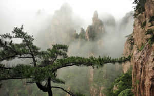 前景有松樹的迷霧山巒