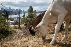 兩隻山羊喺俯瞰城市嘅山丘上食嘢