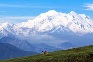 一隻鹿在長滿草的山坡上，背景是雪山。