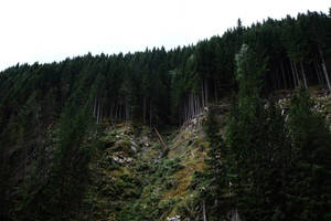 陰天下長滿苔蘚和岩石的陡峭森林山坡