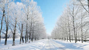 在晴朗藍天下，兩旁結霜樹木的雪路。