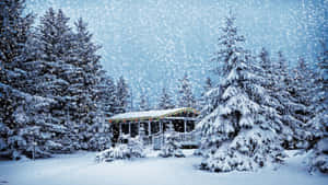 在輕柔的降雪中，被松樹環繞的積雪小屋。 — 冬天桌面 壁紙